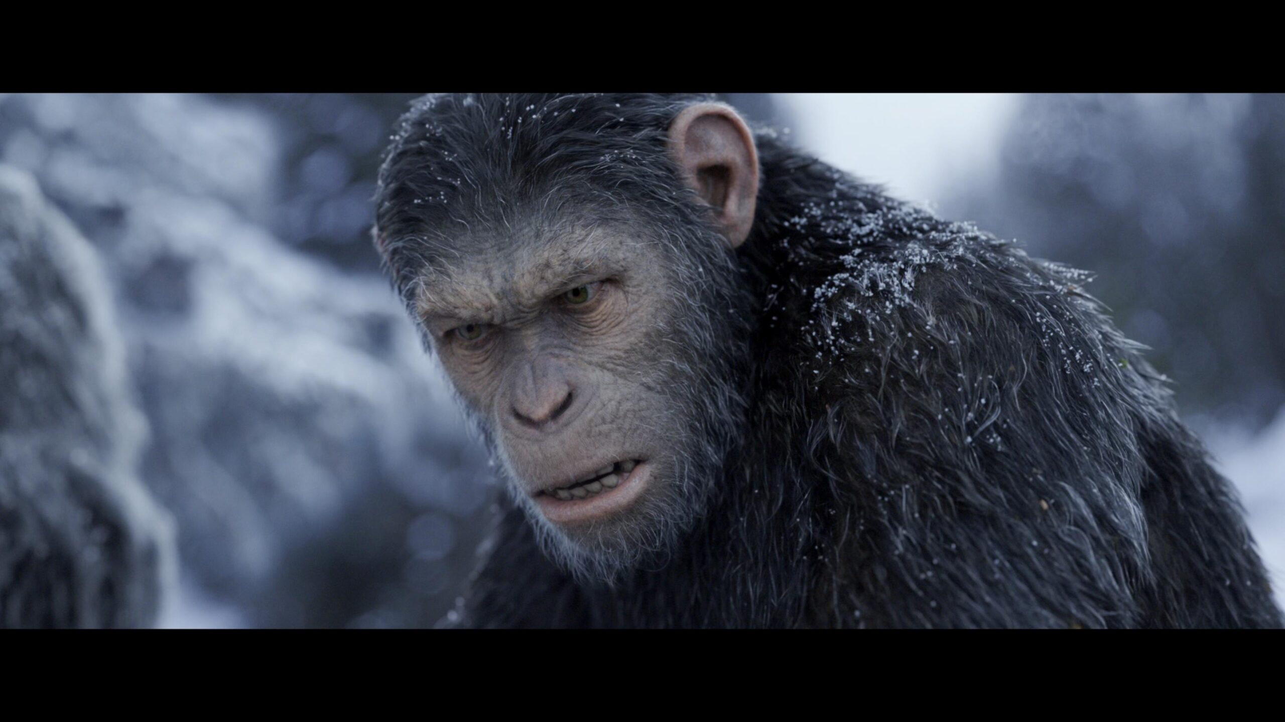 《猩球崛起3》预告抢先看，对好莱坞电影的情怀